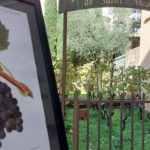 Le Ciréné de Romans