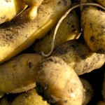 19 mars 1794 : Une grande provision de pommes de terre
