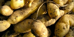19 mars 1794 : Une grande provision de pommes de terre